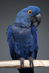 hyacinth macaw parrot, Anodorhynchus hyacinthinus
