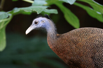 close up of Argus Fazant bird (Argusianus argus)