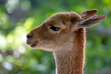 wild South American ruminant, Vicugna vicugna