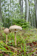 Fototapeta premium High Bedle (Macrolepiota procera) in the autumn forest, White Carpathians, Southern Moravia, Czech Republic