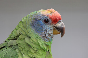 The red-tailed amazon (Amazona brasiliensis)