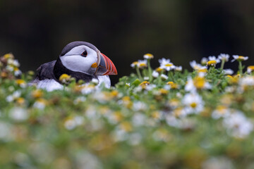 Colourful puffin bird partially visible behind out of focus flowers