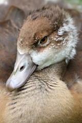 close up of a female mallard duck