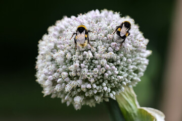 Macro shot of bee sucking pollen on white flower