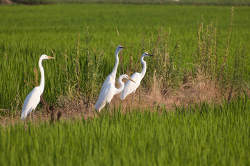 水田にいる綺麗な白いシラサギ