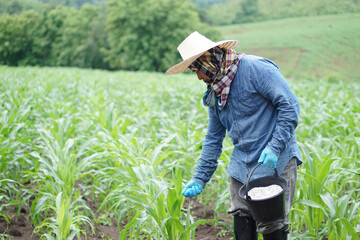 Naklejka na ściany i meble Asian man farmer holds bucket of chemical fertilisers to fertilize maize plants in garden. Concept, take care and treatment after growing agricultural crops for the best production. 