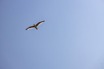 seagull in flight