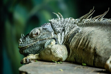 iguana in the zoo