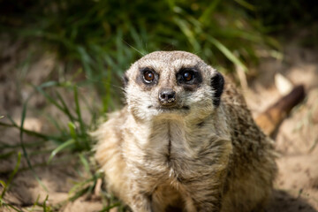 Fototapeta premium meerkat on guard