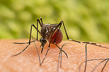 
Aedes aegypti Mosquito. Close up a Mosquito sucking human blood,
