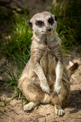 meerkat on guard