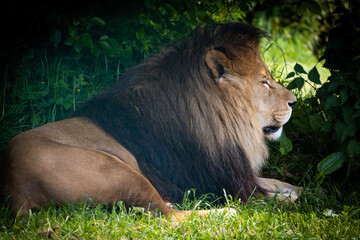 lion in the zoo