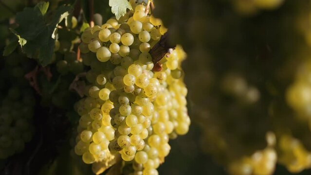 Selective focus of a cluster of Pineau d'Aunis Grape with green leaves in the tree