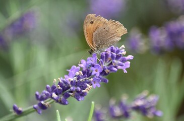 brown butterfly on a stalk of blooming lavender