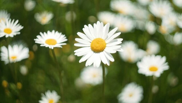 Closeup video of a field of chamomile flowers on a sunny day