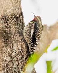 Stock photo features a Red-naped Sapsucker perched on the trunk of a tree