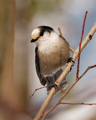 Grey Jay Photo and Image.  Front view perched on a tree branch displaying grey colour, tail, wings, feet, eye with a colourful background in its environment.