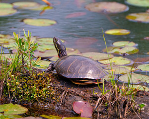 Obraz premium Painted Turtle Photo and Image. Turtle resting on a moss log in the pond with marsh vegetation and displaying its turtle shell, head, paws in its environment