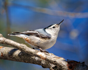 Nuthatch White breasted Photo and Image. Side view perched on a tree branch with a bleu background in its environment and habitat surrounding.