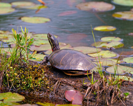 Painted Turtle Photo and Image.  Turtle resting on a moss log in the pond with marsh vegetation and displaying its turtle shell, head, paws in its environment