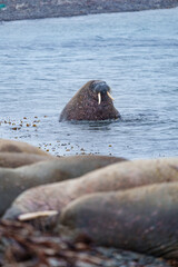 Naklejka premium Walruses on a beach in Svalbard