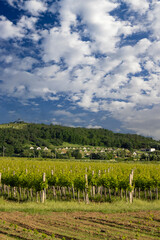 Fototapeta premium Traditional wine cellars (Gombos-hegyi pincesor) in Hercegkut, UNESCO site, Great Plain, North Hungary