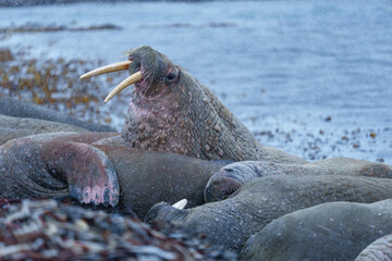 Walruses on a beach in Svalbard