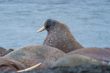 Walruses on a beach in Svalbard