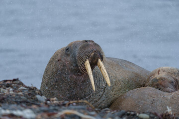 Walruses on a beach in Svalbard