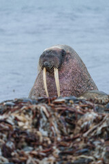 Walruses on a beach in Svalbard