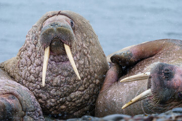 Walruses on a beach in Svalbard