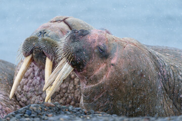 Walruses on a beach in Svalbard