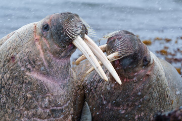 Walruses on a beach in Svalbard