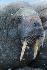 Walruses on a beach in Svalbard