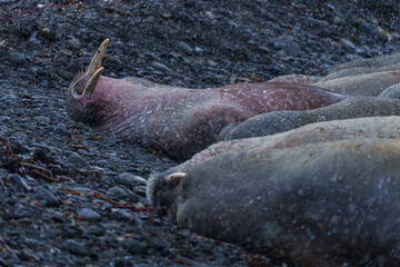 Walruses on a beach in Svalbard