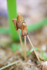Stand of wild yellow mushrooms.