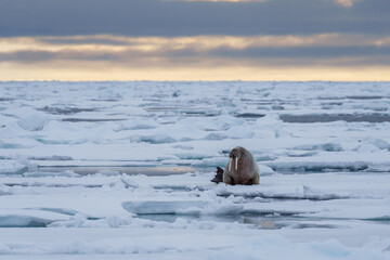 Walrus lying on sea ice