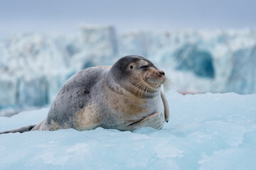 Close up of a seal in Svalbard