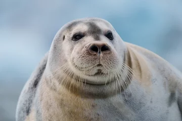 Fotobehang Noord-Europa Close up of a seal in Svalbard