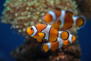 Amphiprion with colorful body swimming in aquarium