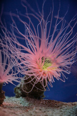 Sea anemones with curved tentacles in aquarium © ADDICTIVE STOCK CORE