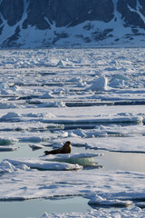 Walrus in the arctic wilderness of Svalbard