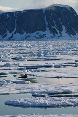 Walrus lying on ice in a bay in Svalbard