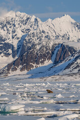 Walrus lying on ice in a bay in Svalbard