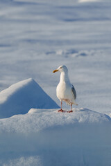 Seagull in Svalbard