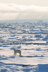 Polar bear with cub walking through the arctic wilderness in Svalbard © RTP