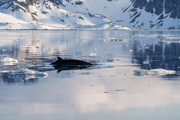 Minke whale looking out of the water