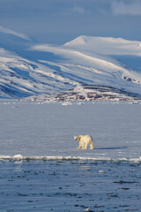 Polar bear walking through the arctic wilderness in Svalbard
