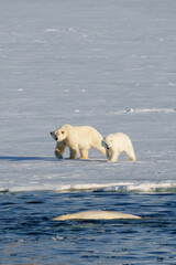 Obraz na płótnie Canvas Polar bear with cub walking through the arctic wilderness in Svalbard