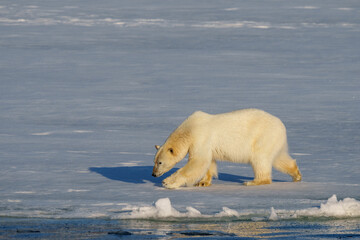 Polarbear walking in Svalbard